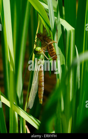 Libelle entstehende Etui Nymphe an einem Sommermorgen, UK Stockfoto
