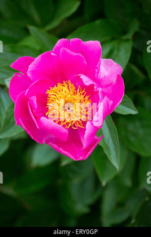 Rosa Camellia Sasanqua Blüte mit gelber Mitte Stockfoto