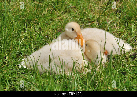 Zwei Entenküken Verlegung auf dem Rasen Stockfoto