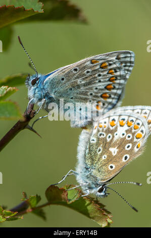 Männliche und weibliche gemeinsame blaue Schmetterlinge Paarung Stockfoto