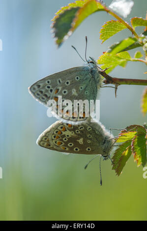 Männliche und weibliche gemeinsame blaue Schmetterlinge Paarung Stockfoto