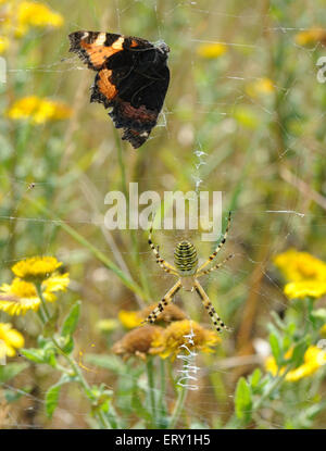 Eine Wespe Spinne (Argiope Bruennichi) auf seiner Web mit einem Zick-Zack-Muster zwischen Rasen Stämme auf einer gegenüberliegenden Südufer geschleudert. Stockfoto