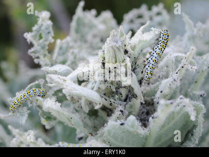 Raupen von Königskerze Moth (Cucullia Verbasci) Fütterung auf eine Pflanze große Königskerze (Verbascum Thapsus). Stockfoto