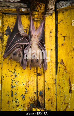 Zwei ägyptische Flughunde hängen, London, UK Stockfoto