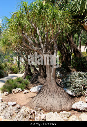 Elefanten-Fuß, der Elefantenfuß, Pony Tail Palm, Beaucarnea Recurvata (SY Nolina Recurvata), Nolinoideae, Asparagaceae. Stockfoto