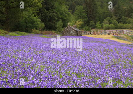 Glockenblumen in kirchlichen Friedhof, Ballachulish. Stockfoto