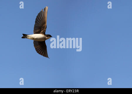 Ein weiblicher Baum schlucken im Flug. Stockfoto