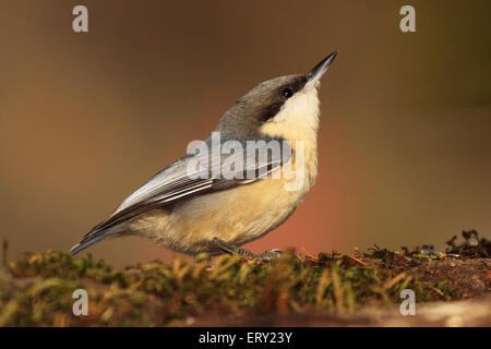Ein Pygmäe Kleiber nach oben zeigend. Stockfoto