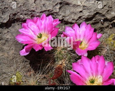 Kaktus, Echinopsis Atacamensis SP. nomenklatorisches, Cactaceae. Bolivien und Argentinien, Südamerika. Stockfoto