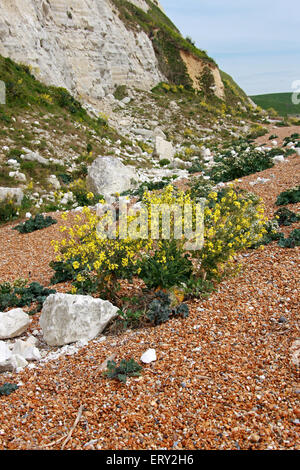 Wildes Kraut, Brassica Oleracea und Meerkohl Crambe Maritima, Brassicaceae. Samphire Hoe, in der Nähe von Dover, Kent. Stockfoto