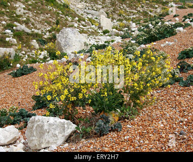 Wildes Kraut, Brassica Oleracea und Meerkohl Crambe Maritima, Brassicaceae. Samphire Hoe, in der Nähe von Dover, Kent. Stockfoto