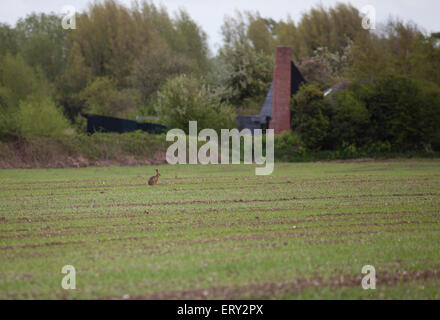Brauner Hase in einem Feld in Nolfolk, England, UK Stockfoto