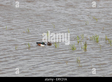 Ein paar der Löffelente Enten auf dem Wasser in Norfolk Stockfoto