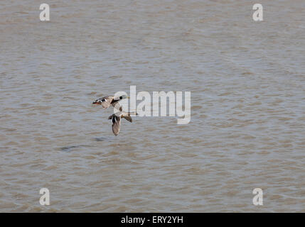 Ein paar Mallard Enten Tiefflug über Wasser in Norfolk, England Stockfoto