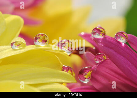 Blumen-Reflexion im Tropfen Stockfoto