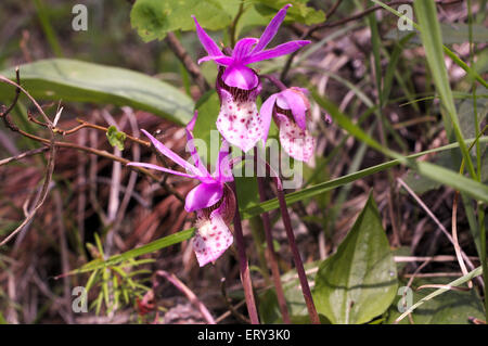 Drei wilde Orchideen im Wald Stockfoto