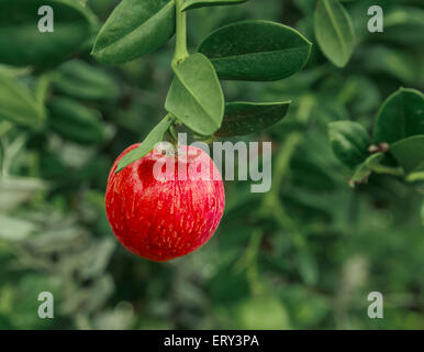 Kleiner roter Apfel wächst auf einem Strauch Stockfoto