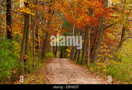 Eine Blatt übersäte Straße führt durch einen Wald berührt durch die bunten Farben des Herbstes Stockfoto