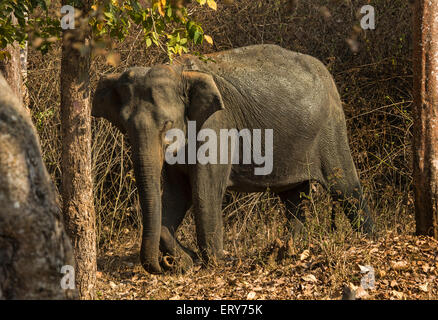 Asiatischer Elefant (Elephas Maximus Maximus) im Kabini Nationalpark, Karnataka, Indien Stockfoto