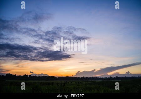 Sonnenaufgang in Reis Stockfoto