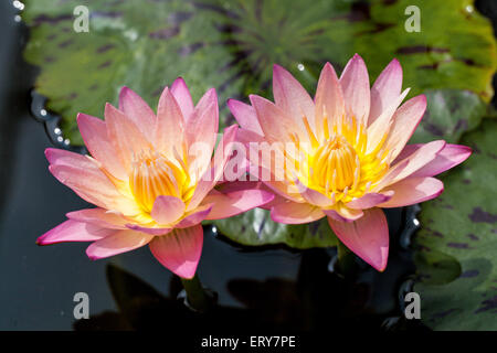 Zwei schöne Lotus Seerose auf dem Teich für Natur Hintergrund Stockfoto