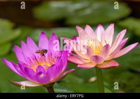 Zwei schöne Lotus Seerose auf dem Teich für Natur Hintergrund Stockfoto