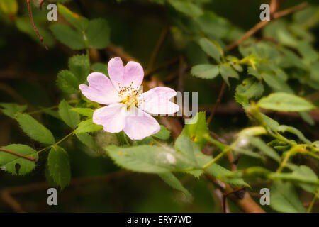 Eine schöne rosa Briar rose unter die warme Frühlingssonne Stockfoto