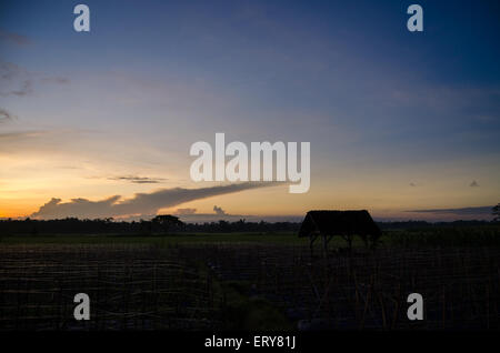 Sonnenaufgang in Reis Stockfoto