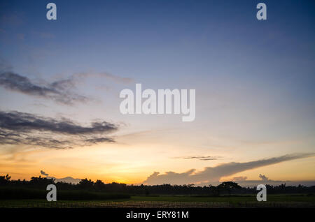 Sonnenaufgang in Reis Stockfoto