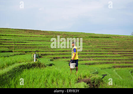 traditionelle Bauern von Paddy, Ost-Java-Indonesien Stockfoto