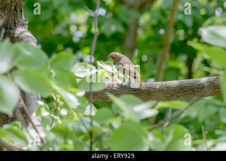 Eine Nachtigall thront auf einem Ast im Wald in der Nähe von Dnepr in Kiew die Hauptstadt der Ukraine Stockfoto