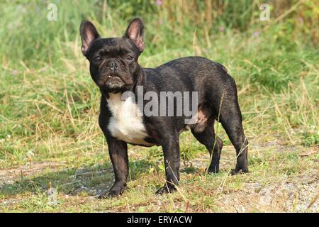 Französische Bulldogge Stockfoto