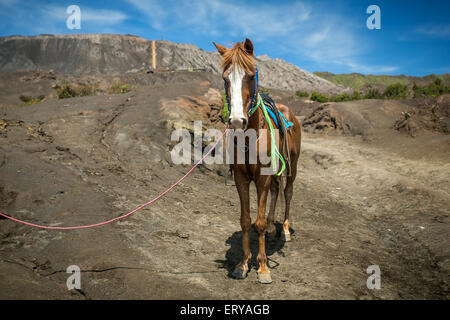 Pferd für Touristen am Mount Bromo Vulkane im Nationalpark Bromo Tengger Semeru mieten Stockfoto