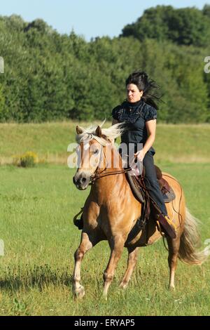 Frau reitet auf Haflinger-Pferd Stockfoto