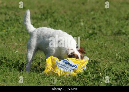 Parson Russell Terrier schnaufend an Müll Stockfoto