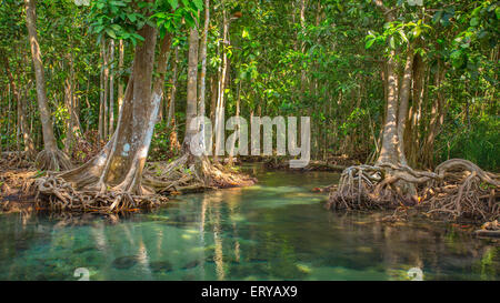 Mangroven entlang der türkisfarbenen Wasser im stream Stockfoto