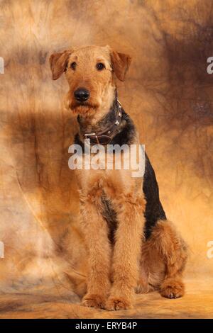 Airedale Terrier sitzend Stockfoto