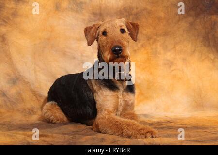 Airedale Terrier liegend Stockfoto