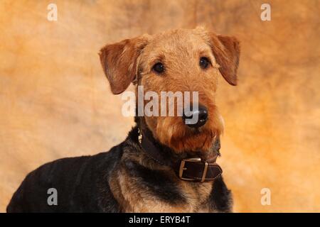 Airedale Terrier Portrait Stockfoto