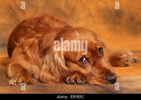 English Cocker Spaniel liegend Stockfoto