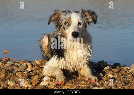 Border-Collie liegend Stockfoto