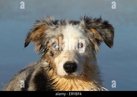 Border-Collie-Portrait Stockfoto