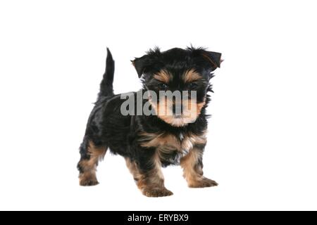 Yorkshire Terrier Welpe stehend Stockfoto