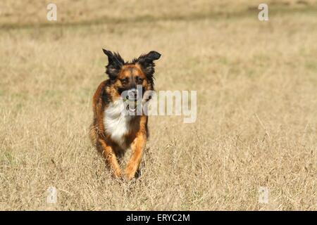 Mischling zu spielen Stockfoto