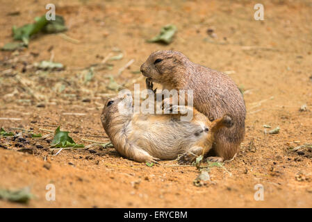 Zwei Erwachsene Präriehunde (Cynomys Gattung) spielen kämpfen Stockfoto