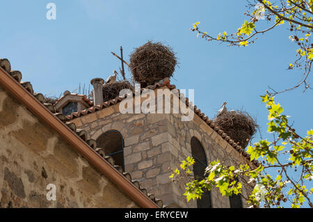 Kolonie der Weißstorch, Ciconia Ciconia auf seinem Nest. Foto aufgenommen im Soto del Real, Madrid, Spanien Stockfoto