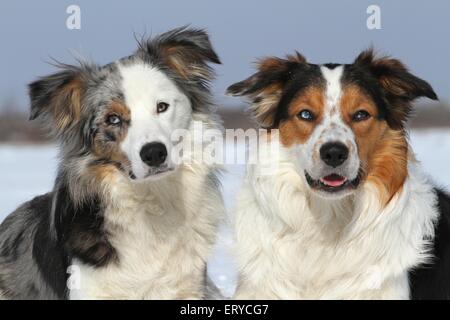 2 Hunde im Schnee Stockfoto