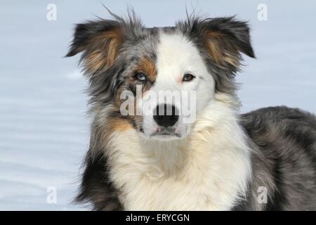 Border-Collie-Portrait Stockfoto