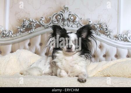 langhaarige Chihuahua liegend im Bett Stockfoto
