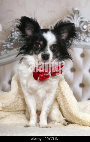 langhaarige Chihuahua mit Dicky sitzen Stockfoto